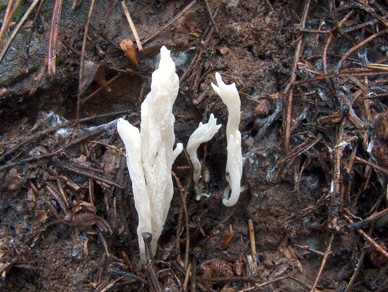 Clavulina rugosa